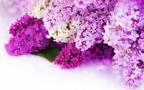 デスクトップの壁紙無料ダウンロード 空 自然の風景 ラベンダー 紫の バイオレット ライラック 春 木 水彩絵の具 工場 Wallpaperkiss