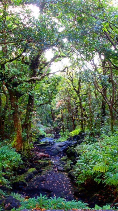 ジャングルの壁紙 自然の風景 自然 森林 木 密林 森林 Wallpaperkiss