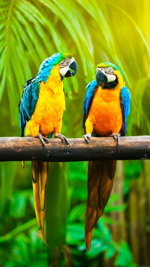 オウムの壁紙 鳥 コンゴウインコ オウム インコ 野生動物 バッジー ラヴバード Wallpaperkiss