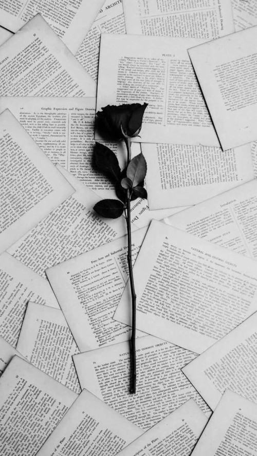 黒薔薇壁紙 黒と白 工場 論文 モノクローム 花 植物の茎 モノクロ写真 影 アート Wallpaperkiss