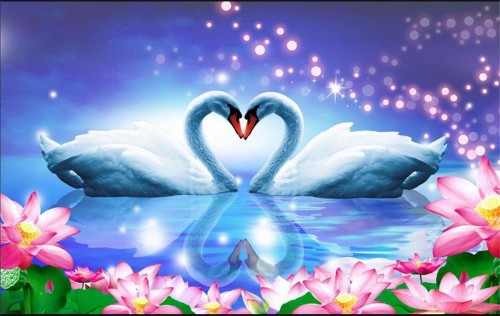 Fond D Ecran Cygne Cygne Oiseau D Eau Ciel Canards Amour Cœur Sauvagine Oiseau Petale Romance Wallpaperkiss