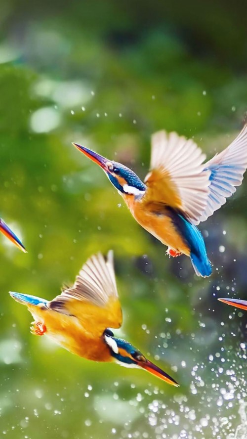 美しい鳥の壁紙 鳥 Coraciiformes 野生動物 ハチクイ 青い鳥 羽 Wallpaperkiss