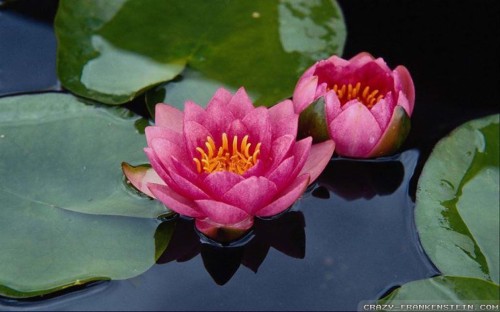 蓮の花の壁紙 花 香りのよい白い睡蓮 開花植物 水生植物 花弁 スイレン 神聖な蓮 工場 蓮の家族 ロータス Wallpaperkiss