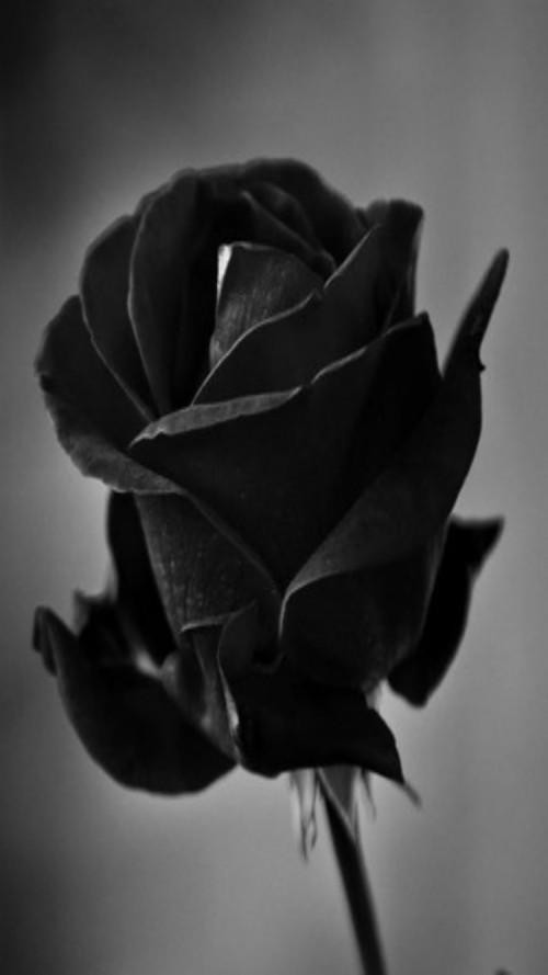 黒薔薇壁紙 白い 黒 モノクロ写真 黒と白 花弁 静物写真 ローズ 庭のバラ 花 バラ科 Wallpaperkiss