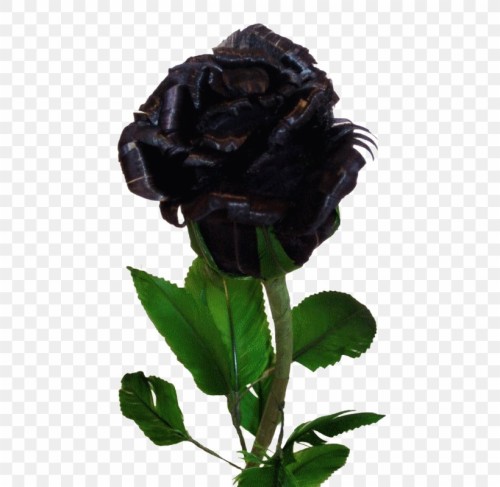 黒薔薇壁紙 花 開花植物 工場 庭のバラ ローズ バラ科 花弁 植物の茎 つぼみ Wallpaperkiss