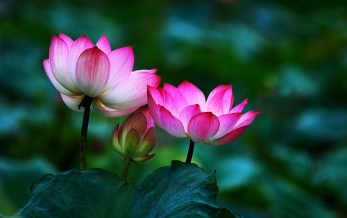 蓮の花の壁紙 花 蓮の家族 ロータス 神聖な蓮 開花植物 花弁 水生植物 工場 スイレン Wallpaperkiss