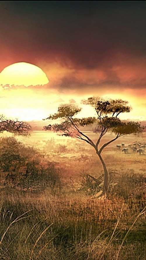 アフリカの壁紙 自然の風景 自然 サバンナ 空 木 野生動物 草原 Wallpaperkiss