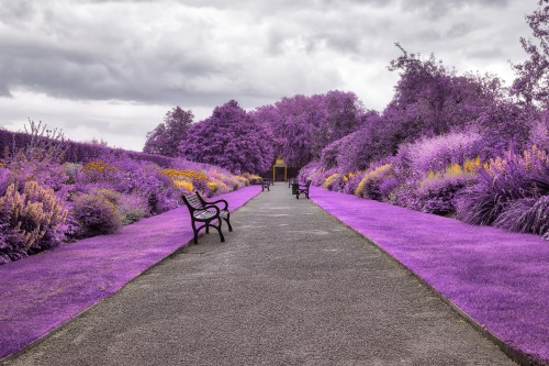 Papier Peint Irlande La Nature Fleur Violet Lavande Violet Printemps Paysage Naturel Arbre Plante Passerelle Wallpaperkiss