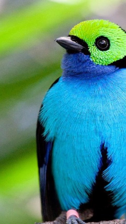 美しい鳥の壁紙 鳥 青い鳥 止まった鳥 フェザー 野生動物 ジェイ Wallpaperkiss