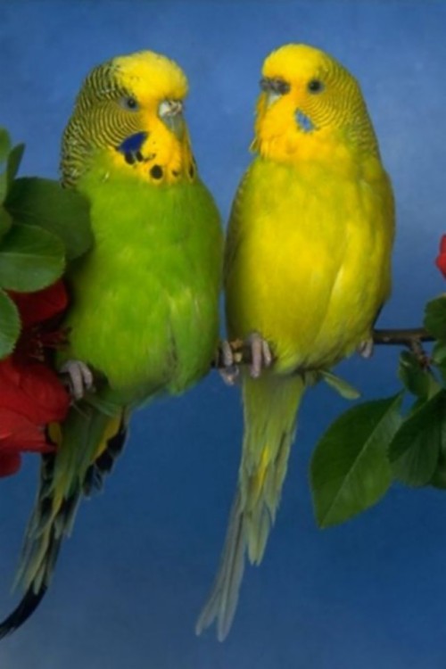 愛の鳥の壁紙 鳥 バッジー インコ オウム フェザー Wallpaperkiss