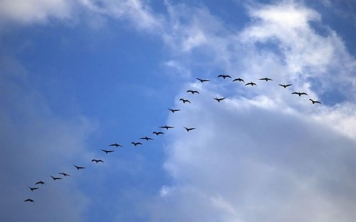 飛んでいる鳥の壁紙 群れ 鳥の渡り 空 鳥 自然の風景 日没 朝 地平線 日の出 Wallpaperkiss