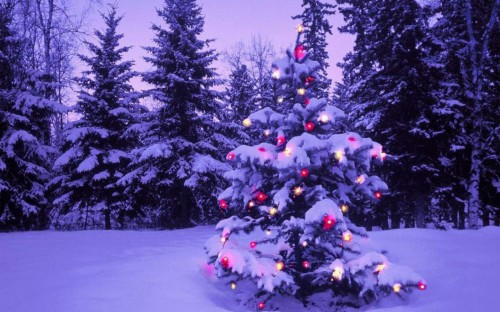 クリスマスデスクトップ壁紙 クリスマスツリー 青い 木 自然 冬 クリスマスの飾り 雪 紫の クリスマス Wallpaperkiss