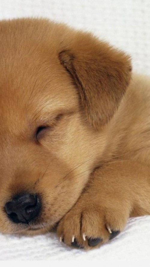 かわいい犬の壁紙 犬 子犬 コンパニオンドッグ 鼻 Wallpaperkiss