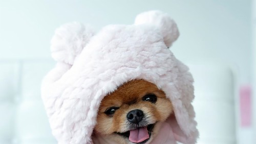 Pet Wallpaper Dog Canidae Dog Breed Pomeranian Dog Clothes Puppy Companion Dog Snout Puppy Love Carnivore Wallpaperkiss