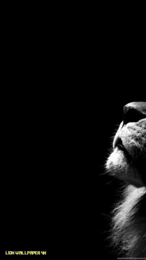 ブラックライオンの壁紙 黒 黒と白 闇 モノクロ写真 モノクローム 鼻 ひげ 写真撮影 オーストラリアンシェパード 毛皮 Wallpaperkiss