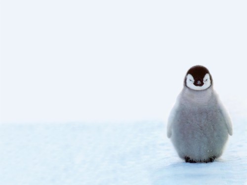 ペンギンの壁紙 飛べない鳥 ペンギン 鳥 皇帝ペンギン 静物写真 Wallpaperkiss