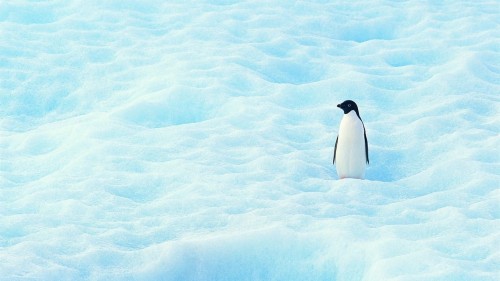 ペンギンの壁紙 ペンギン 飛べない鳥 鳥 皇帝ペンギン 空 氷山 北極 氷 Wallpaperkiss