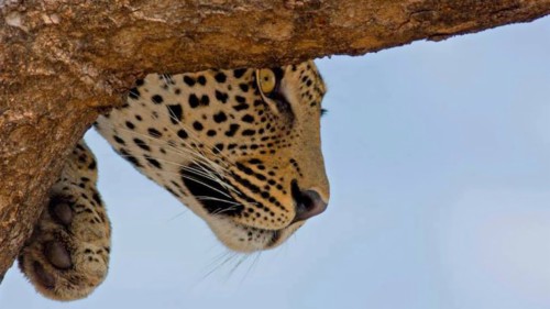 ジャガーの壁紙 陸生動物 野生動物 ジャガー ヒョウ ネコ科 大きな猫 Wallpaperkiss