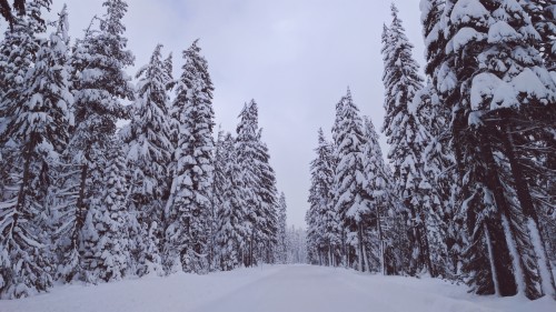 170ネイチャーフルhdの壁紙19x1080 雪 冬 空 木 自然の風景 凍結 霜 風景 平野 Wallpaperkiss