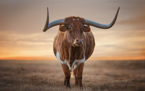 牛の壁紙 ホーン テキサスロングホーン 野生動物 空 牛山羊の家族 家畜 草原 Wallpaperkiss