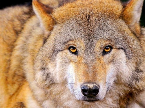 Pc用の1080p壁紙 野生動物 レッドウルフ 狼 コヨーテ クンミン ウルフドッグ 狼犬 Wallpaperkiss