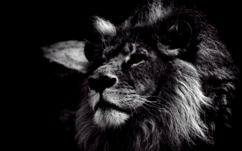 黒の壁紙のhd 1080p 黒 ライオン 黒と白 ネコ科 野生動物 鼻 モノクロ写真 大きな猫 ひげ 闇 Wallpaperkiss