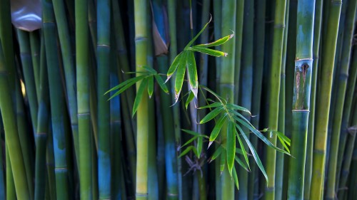 竹の壁紙 つくし家 緑 工場 つくし 植物の茎 草の家族 シダとつくし Wallpaperkiss