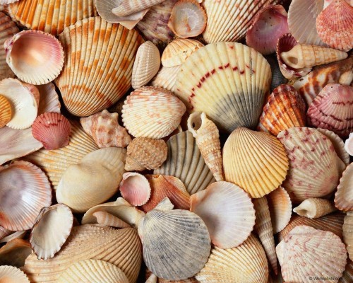 Papier Peint Coquillage Coque Coquille Mollusques Coquille Invertebre Wallpaperkiss