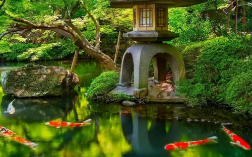 美しいライブ壁紙 自然の風景 自然 池 植物園 魚のいる池 庭園 木 Wallpaperkiss