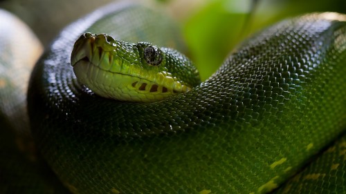 Python壁紙 爬虫類 蛇 ヘビ なめらかなヘビ 緑 Pythonファミリー Wallpaperkiss