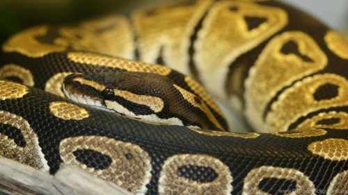 Python壁紙 ヘビ Pythonファミリー Python 爬虫類 蛇 ビルマニシキヘビ ボアコンストリクター ロックパイソン Wallpaperkiss