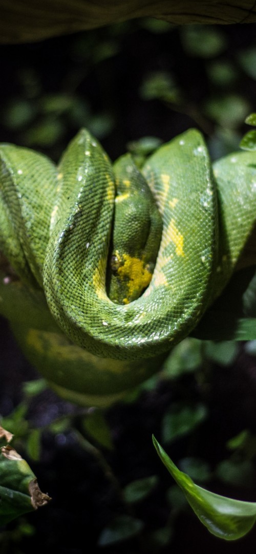 Python壁紙 ヘビ 爬虫類 なめらかなヘビ Python 蛇 Pythonファミリー 工場 Wallpaperkiss