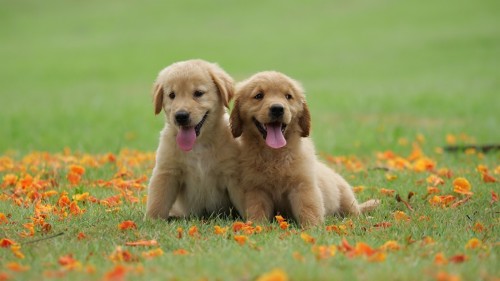 Descarga De Fondo De Pantalla De Bebe Perro Golden Retriever Labrador Retriever Perrito Wallpaperkiss