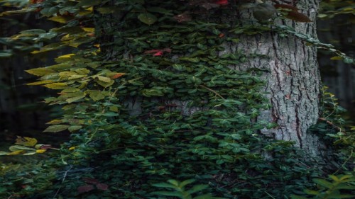 Androidモバイル用のhdの壁紙1080p 緑 木 葉 トランク 工場 自然の風景 壁 密林 Wallpaperkiss