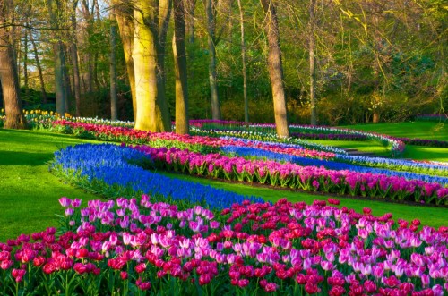 最も美しい壁紙無料ダウンロード 花 自然 自然の風景 工場 春 庭園 チューリップ 植物園 開花植物 Wallpaperkiss