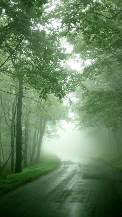 自然壁紙電話 自然の風景 自然 緑 木 霧 森林 朝 空 Wallpaperkiss