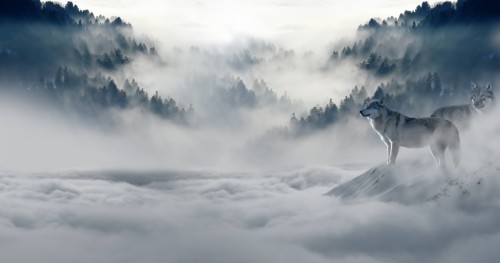 Fond D Ecran Nature En Direct Ciel La Nature Nuage Faune Atmosphere Loup Montagne Brouillard Wallpaperkiss