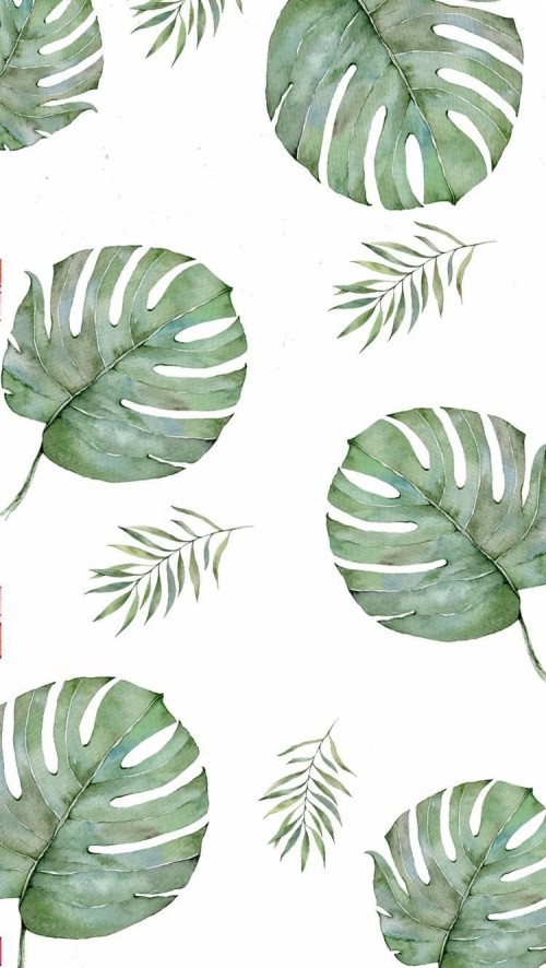 シンプルなiphoneの壁紙 葉 緑 工場 モンステラデリシオサ パターン 設計 クズウオ科 花 Wallpaperkiss