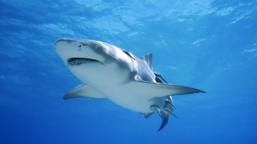 サメの壁紙 魚 鮫 ホホジロザメ 海洋生物学 軟骨魚 海洋哺乳類 Wallpaperkiss