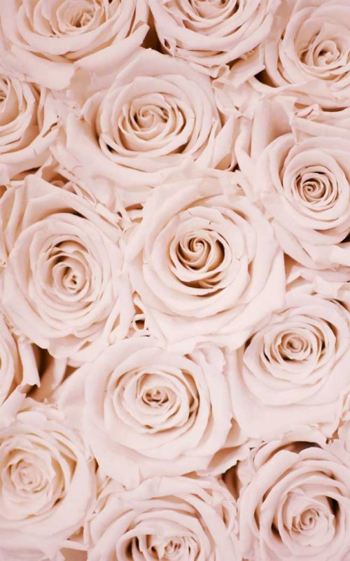 花のiphoneの壁紙 ローズ 花 バラ科 切り花 花束 花弁 工場 ピンク 庭のバラ Wallpaperkiss