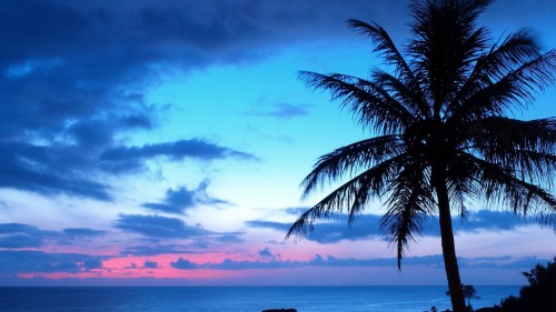 3840x2160壁紙 空 自然 木 青い ヤシの木 海洋 海 カリブ海 Wallpaperkiss