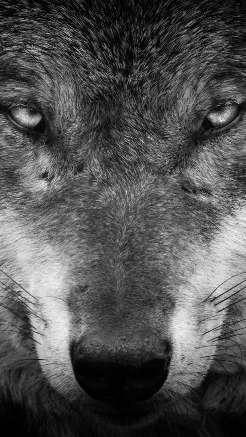 オオカミの壁紙のhd チェコスロバキアンウルフドッグ 狼犬 犬 サールース ウルフドッグ 狼 鼻 黒と白 Wallpaperkiss