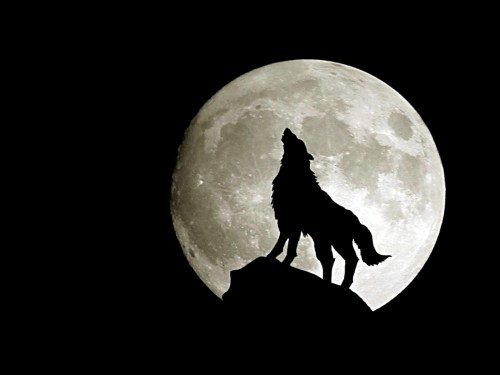 満月の壁紙 月 空 月光 自然 満月 光 木 自然の風景 天体 Wallpaperkiss