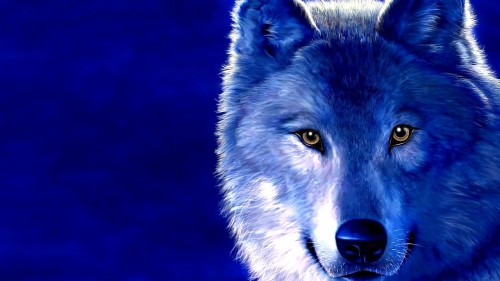 オオカミの壁紙のhd 青い 狼 野生動物 カニスループスツンドララム 狼犬 鼻 Wallpaperkiss