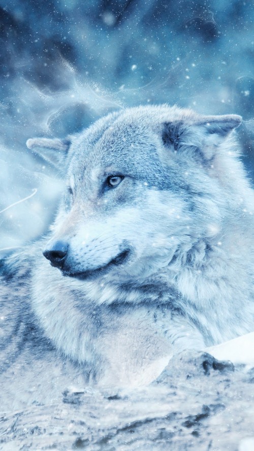 オオカミの壁紙のhd 狼 カニスループスツンドララム 犬 空 野生動物 狼犬 Wallpaperkiss