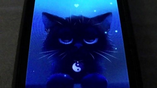 猫ライブ壁紙 ネコ 黒猫 黒 ネコ科 青い ひげ 中型から中型の猫 光 技術 眼 Wallpaperkiss