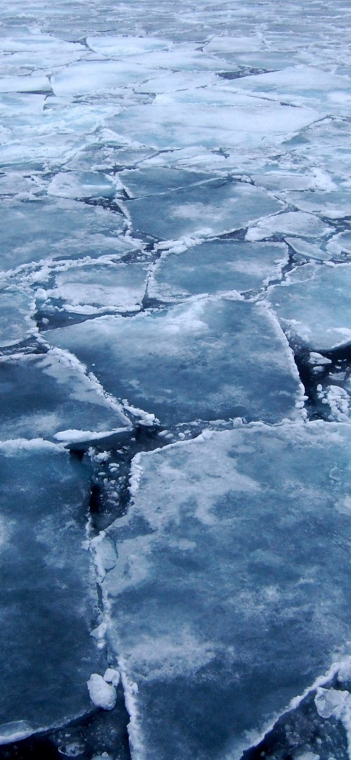 氷の壁紙 水 海洋 北極 氷 海 魚 北極海 海洋哺乳類 波 Wallpaperkiss