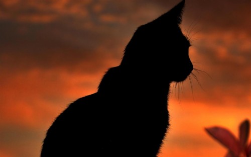 猫ライブ壁紙 空 ネコ シルエット ネコ科 オレンジ 黒猫 日没 ひげ 中型から中型の猫 雲 Wallpaperkiss