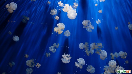最高のロック画面の壁紙 クラゲ 青い 海洋生物学 刺胞動物 空 水 海洋無脊椎動物 エレクトリックブルー 水中 Wallpaperkiss
