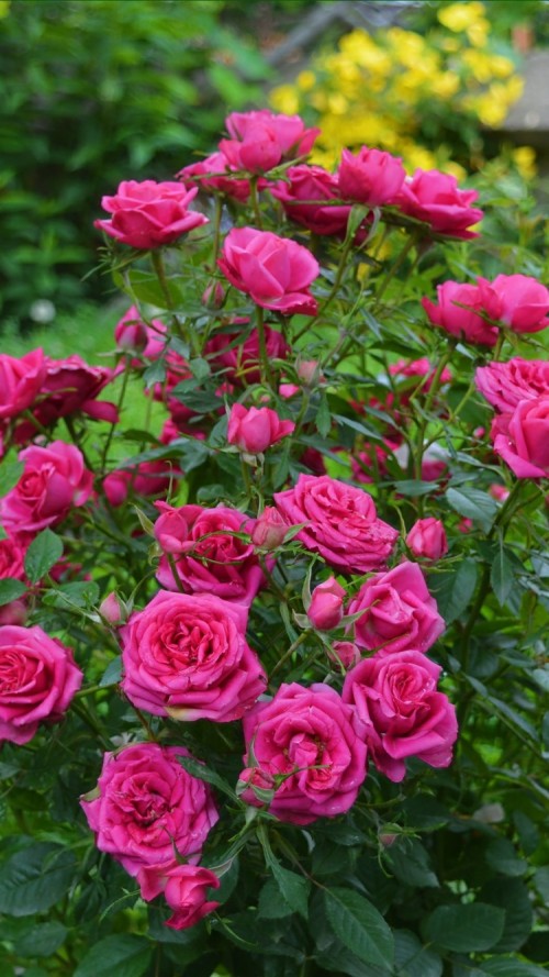 おはようおやすみ壁紙 花 開花植物 庭のバラ 花弁 ピンク ローズ 工場 フロリバンダ バラ科 赤 Wallpaperkiss